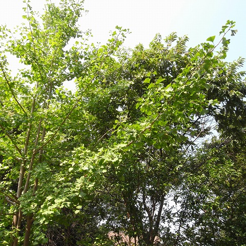 R0015299.jpg